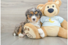 Popular Mini Bernedoodle Poodle Mix Pup