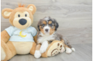 Mini Bernedoodle Pup Being Cute