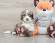 7 week old Mini Bernedoodle Puppy For Sale - Lone Star Pups