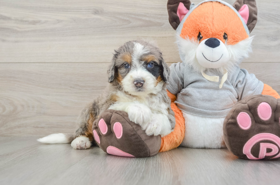 5 week old Mini Bernedoodle Puppy For Sale - Lone Star Pups