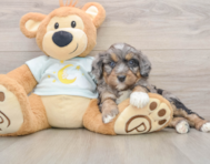 6 week old Mini Bernedoodle Puppy For Sale - Lone Star Pups