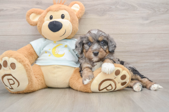 Hypoallergenic Mini Bernadoodle Poodle Mix Puppy