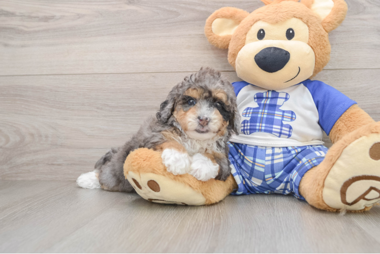 Hypoallergenic Mini Bernese Poodle Poodle Mix Puppy
