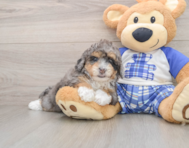 6 week old Mini Bernedoodle Puppy For Sale - Lone Star Pups