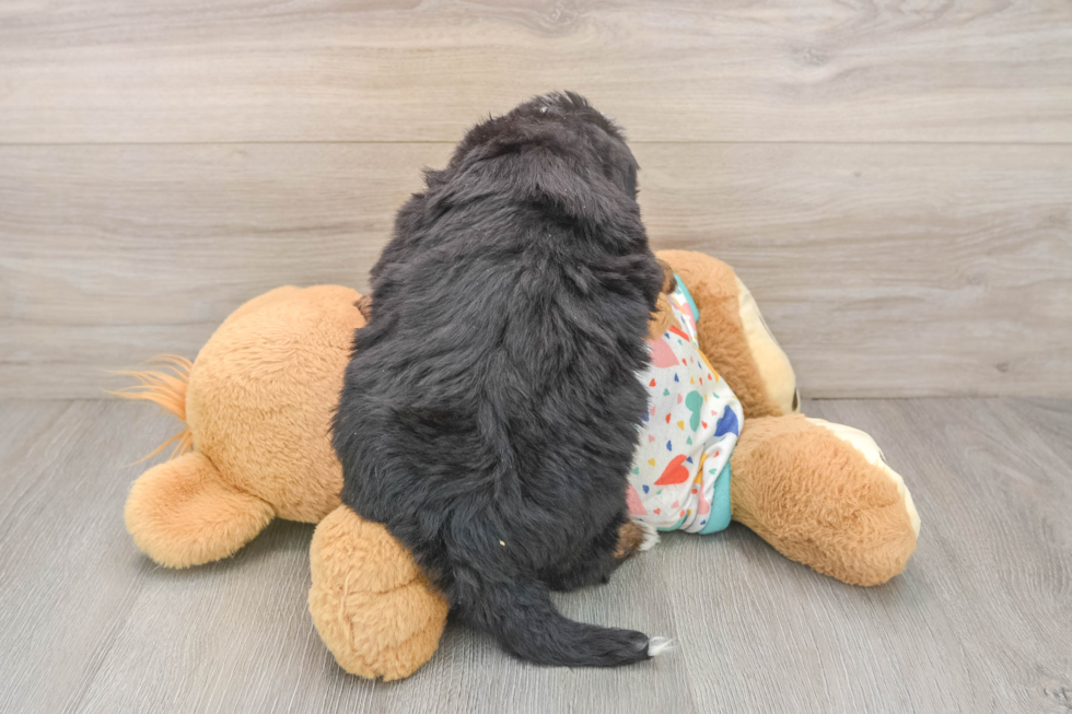 Mini Bernedoodle Pup Being Cute