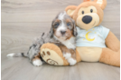 Mini Bernedoodle Puppy for Adoption