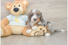 Mini Bernedoodle Pup Being Cute