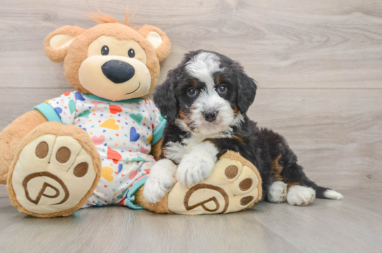 MOMOA, a Mini Bernedoodle littermate