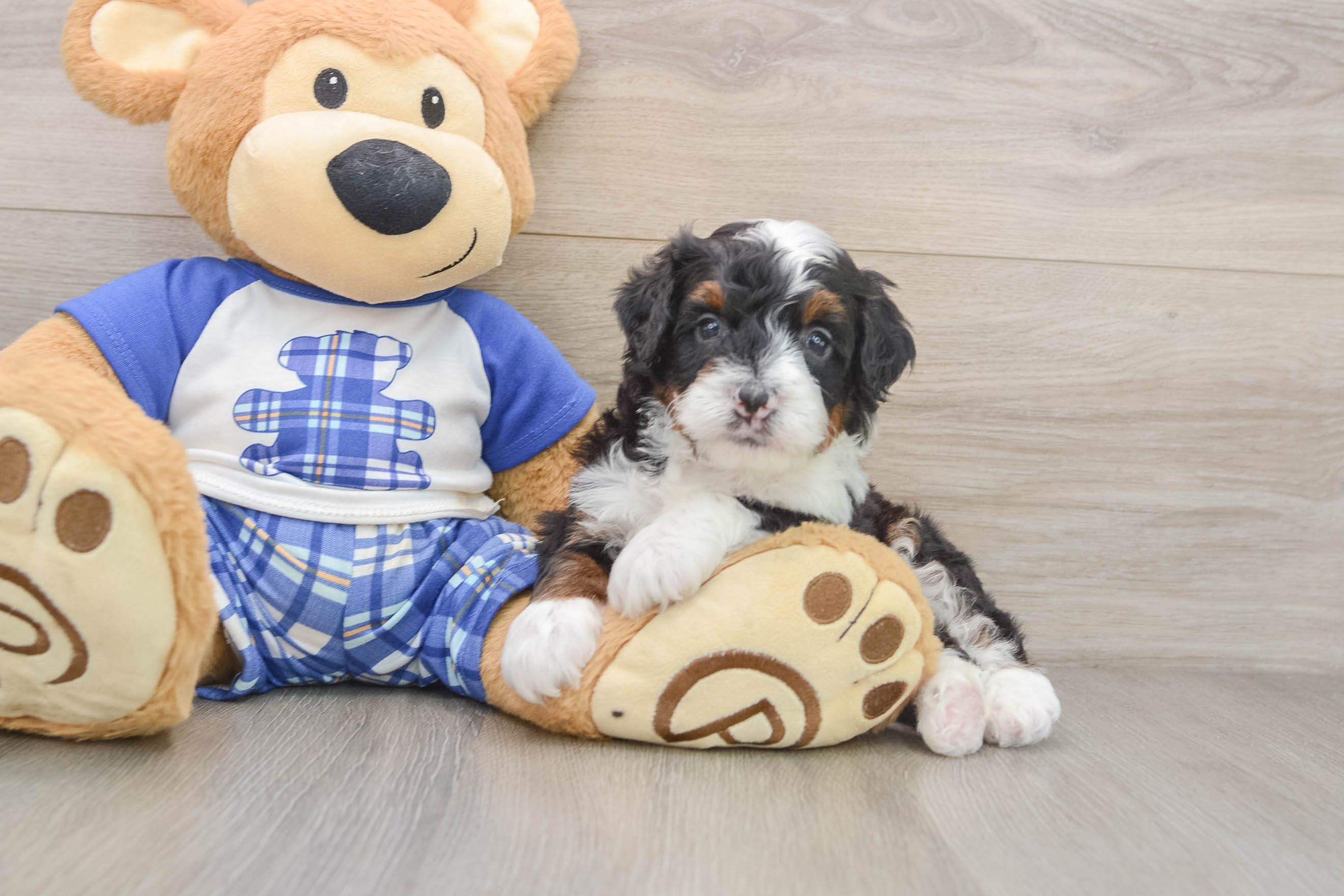 Happy Mini Bernedoodle Baby