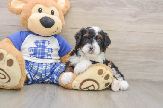 Happy Mini Bernedoodle Baby