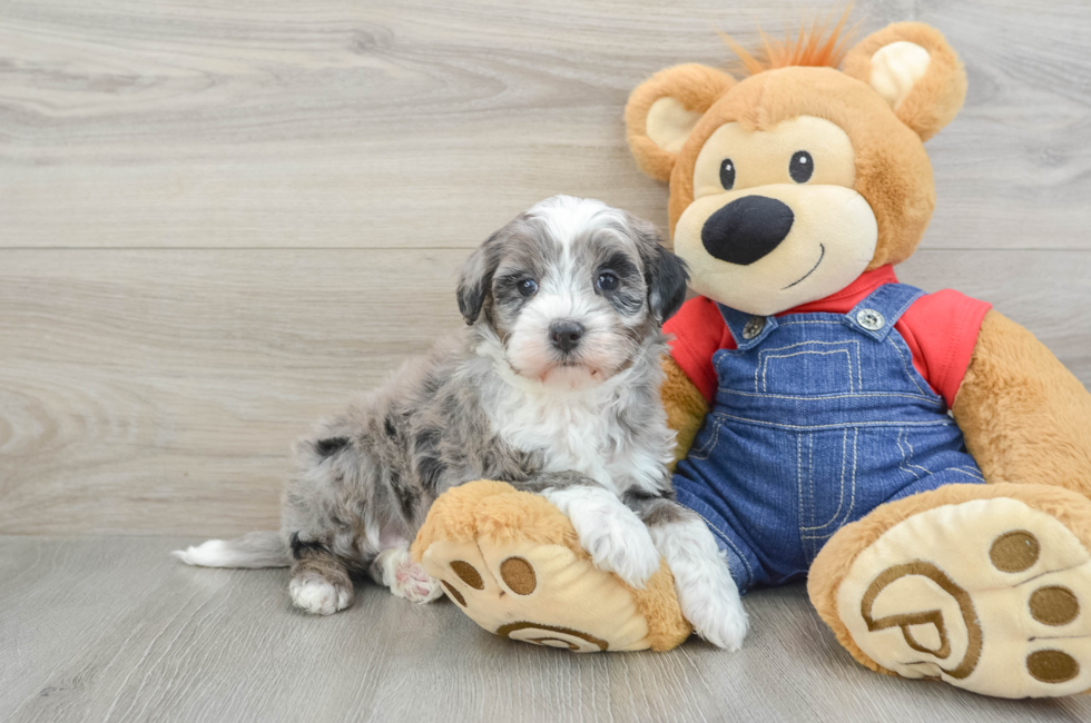 5 week old Mini Bernedoodle Puppy For Sale - Lone Star Pups