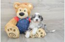 Fluffy Mini Bernedoodle Poodle Mix Pup