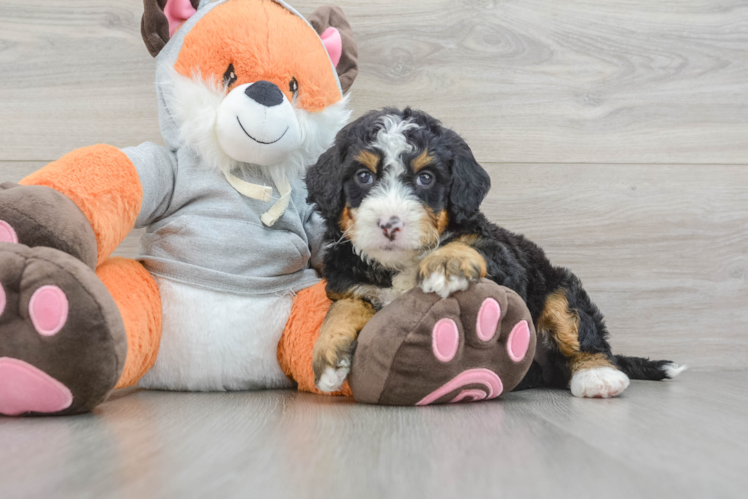 Sweet Mini Bernedoodle Baby