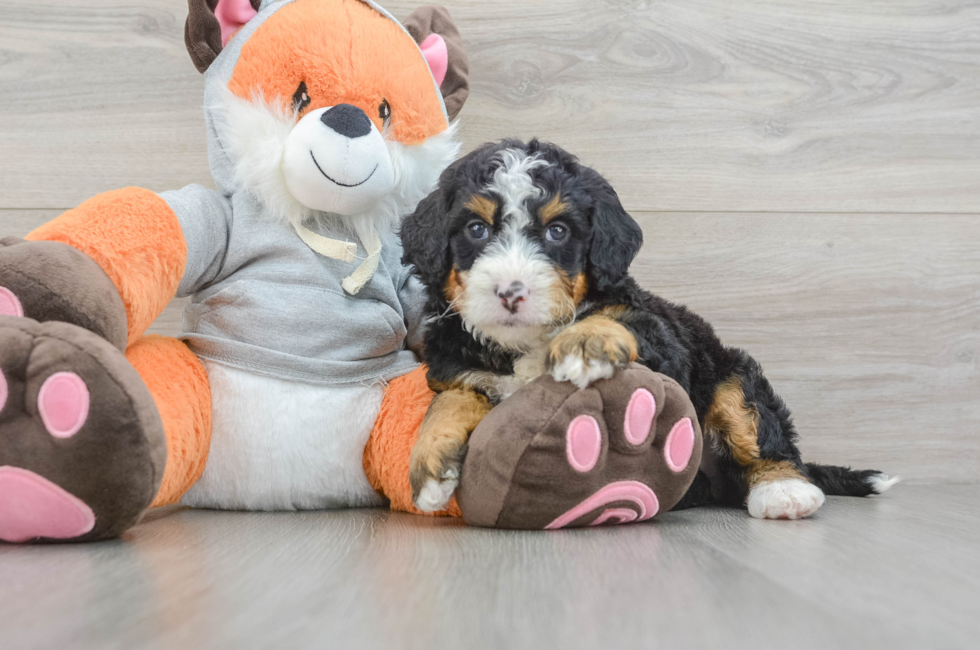 5 week old Mini Bernedoodle Puppy For Sale - Lone Star Pups