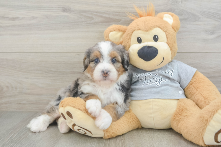 Best Mini Bernedoodle Baby