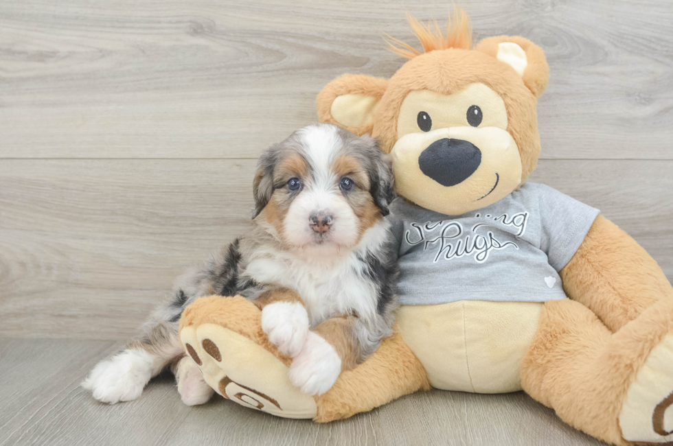 6 week old Mini Bernedoodle Puppy For Sale - Lone Star Pups