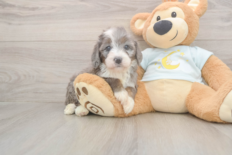 Meet Mora - our Mini Bernedoodle Puppy Photo  2/3 - Lone Star Pups Mini Bernedoodle Pup Being Cute