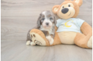 Meet Mora - our Mini Bernedoodle Puppy Photo  2/3 - Lone Star Pups Mini Bernedoodle Pup Being Cute