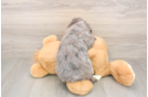 Meet Mora - our Mini Bernedoodle Puppy Photo  3/3 - Lone Star Pups Mini Bernedoodle Puppy for Adoption