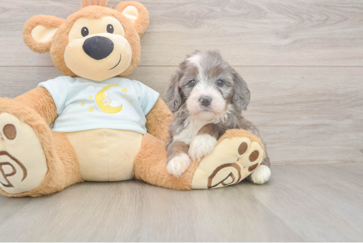 Smart Mini Bernedoodle Poodle Mix Pup