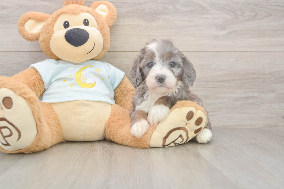 Meet Mora - our Mini Bernedoodle Puppy Photo  1/3 - Lone Star Pups Smart Mini Bernedoodle Poodle Mix Pup