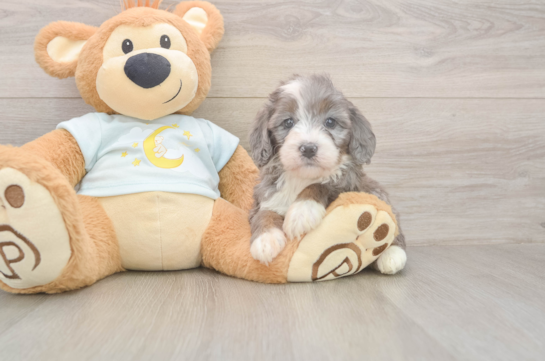 5 week old Mini Bernedoodle Puppy For Sale - Lone Star Pups Smart Mini Bernedoodle Poodle Mix Pup