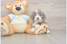 Meet Mora - our Mini Bernedoodle Puppy Photo  1/3 - Lone Star Pups Smart Mini Bernedoodle Poodle Mix Pup