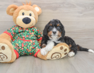 7 week old Mini Bernedoodle Puppy For Sale - Lone Star Pups