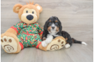 Funny Mini Bernedoodle Poodle Mix Pup