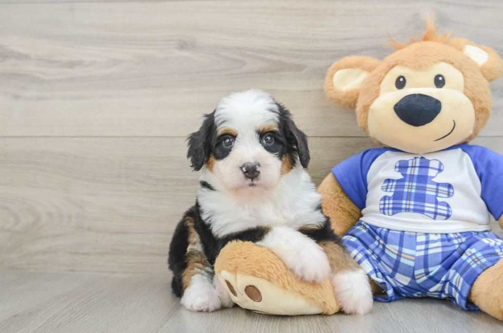 6 week old Mini Bernedoodle Puppy For Sale - Lone Star Pups
