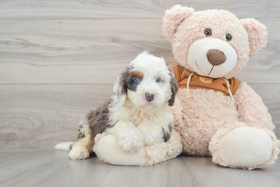 Fluffy Mini Bernedoodle Poodle Mix Pup