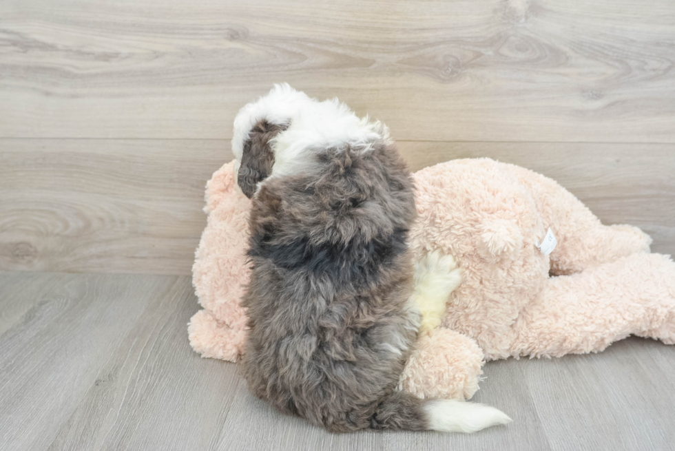 Mini Bernedoodle Puppy for Adoption