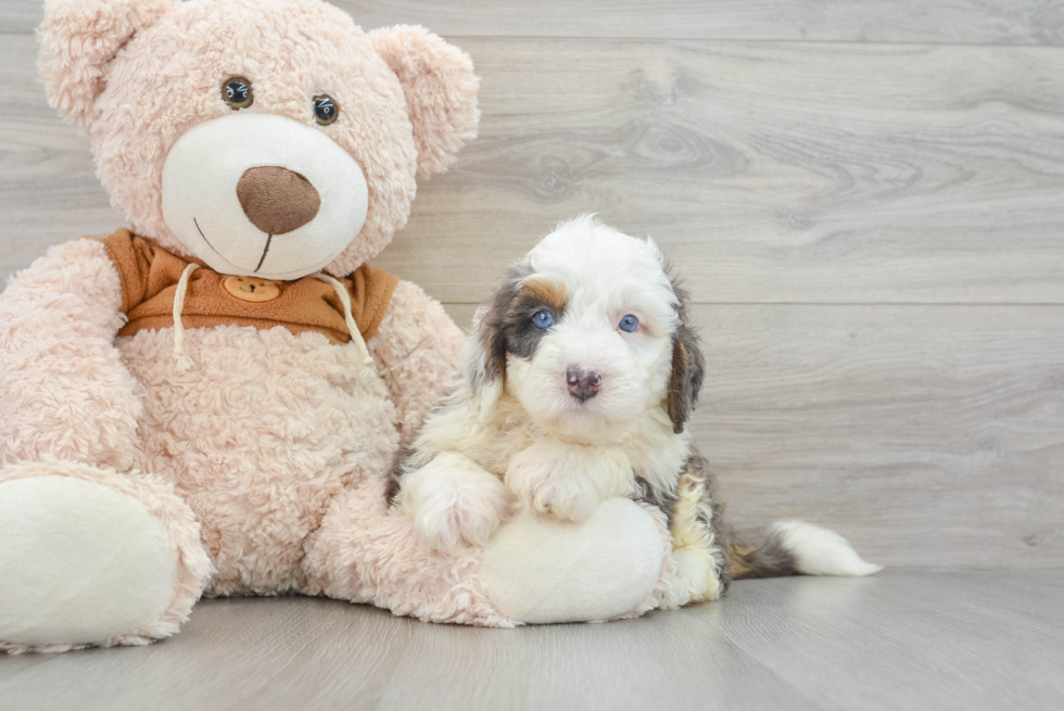 Mini Bernedoodle Puppy for Adoption