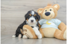 Cute Mini Bernedoodle Baby