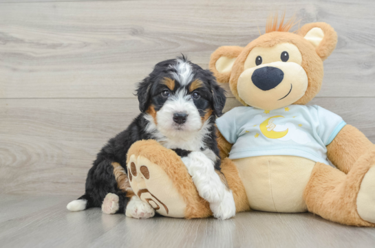 Cute Mini Bernedoodle Baby