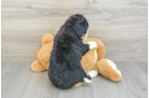 Mini Bernedoodle Pup Being Cute