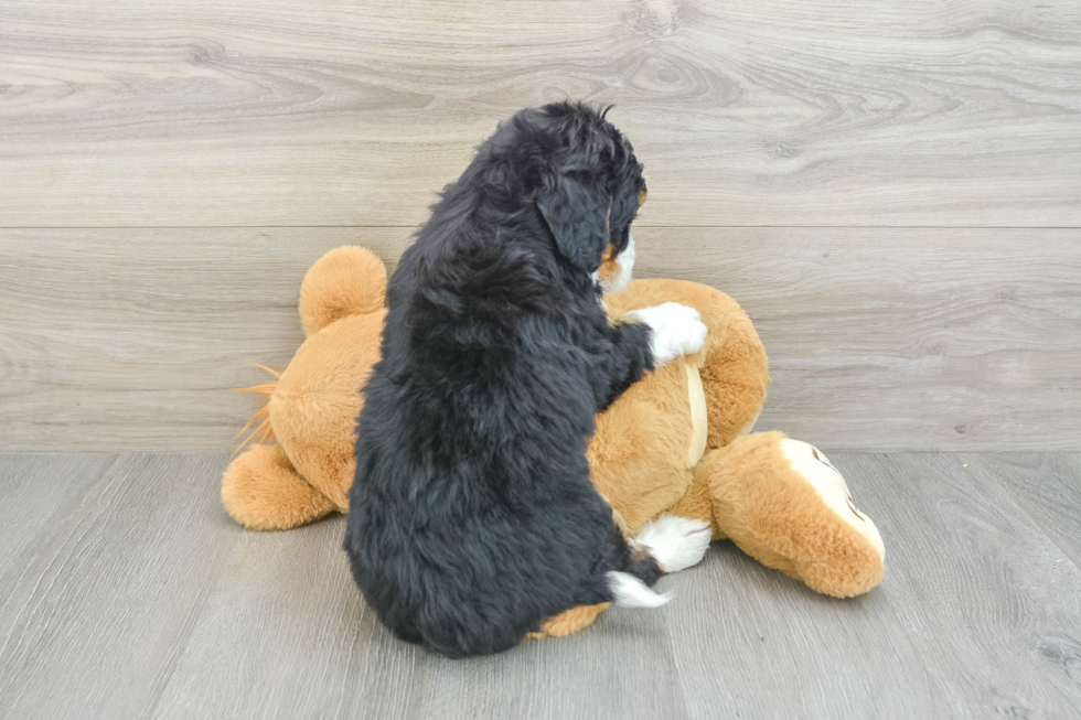 Mini Bernedoodle Pup Being Cute