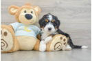 Mini Bernedoodle Pup Being Cute