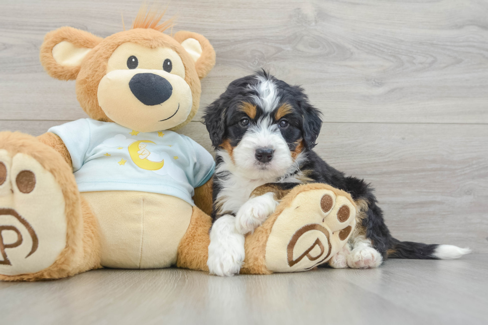 Mini Bernedoodle Pup Being Cute