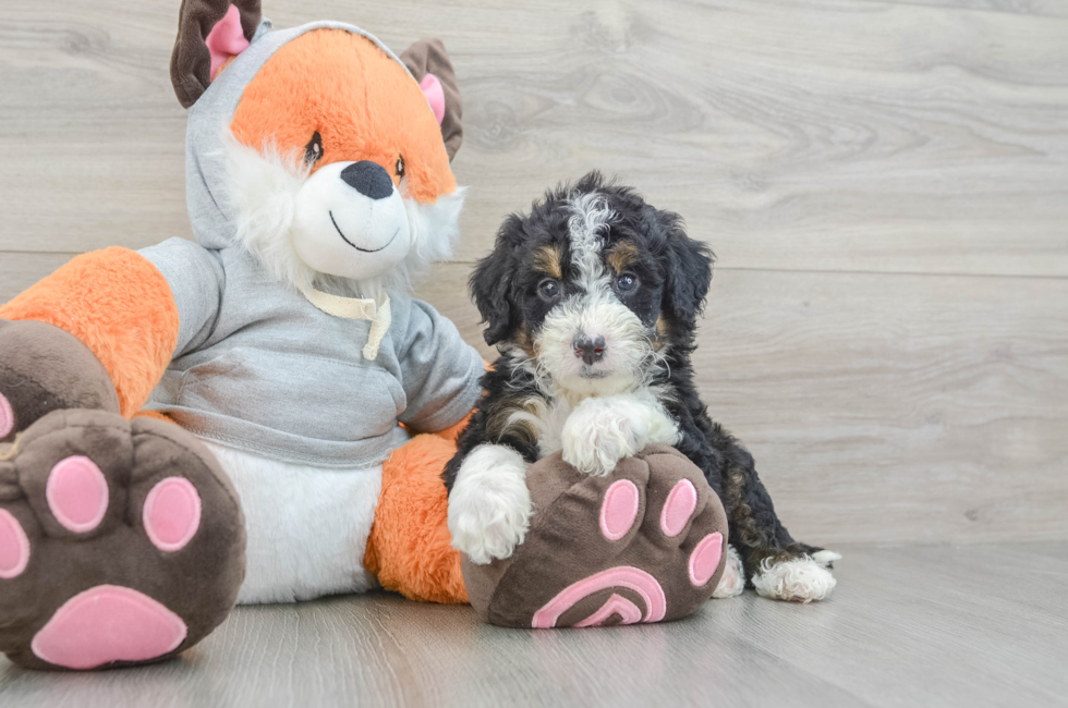 5 week old Mini Bernedoodle Puppy For Sale - Lone Star Pups