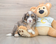 6 week old Mini Bernedoodle Puppy For Sale - Lone Star Pups