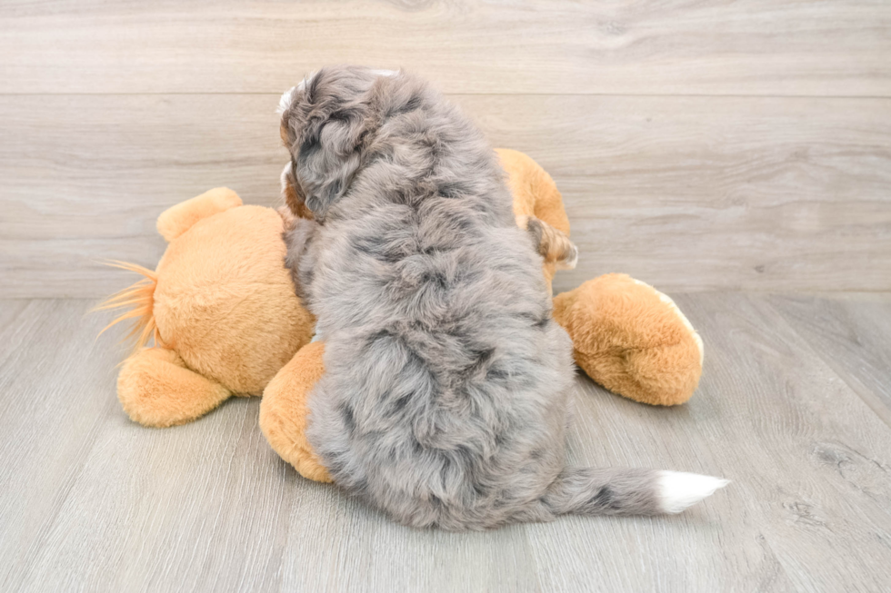 Mini Bernedoodle Puppy for Adoption