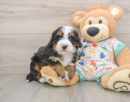 8 week old Mini Bernedoodle Puppy For Sale - Lone Star Pups