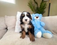 9 week old Mini Bernedoodle Puppy For Sale - Lone Star Pups