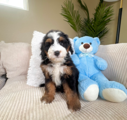 9 week old Mini Bernedoodle Puppy For Sale - Lone Star Pups