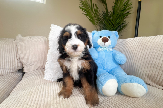 Cute Mini Bernesedoodle Poodle Mix Puppy