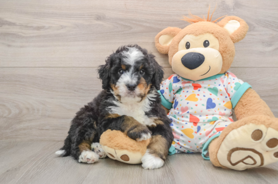 MOVADO, a Mini Bernedoodle littermate