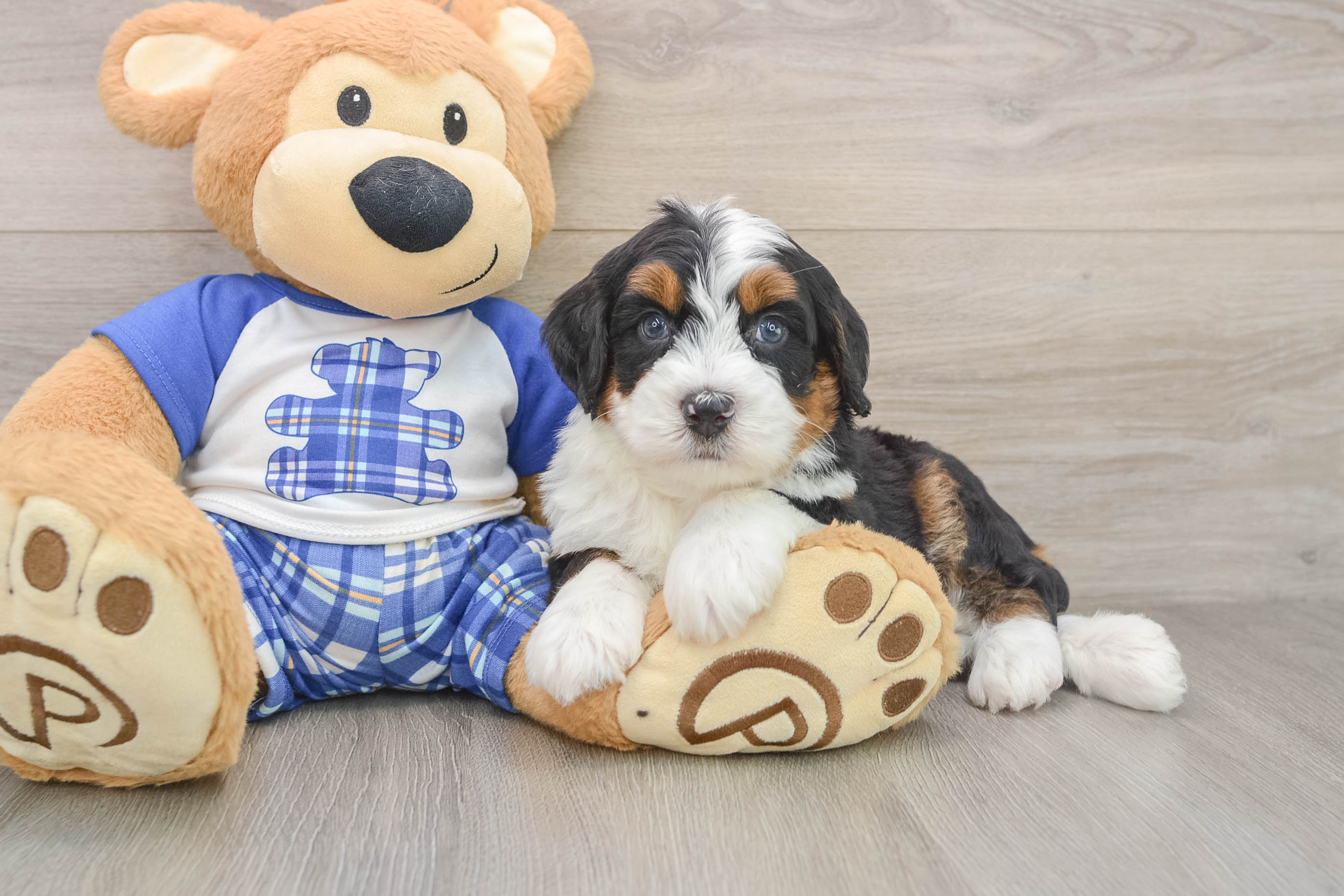 Mini Bernedoodle Pup Being Cute