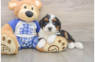 Mini Bernedoodle Pup Being Cute