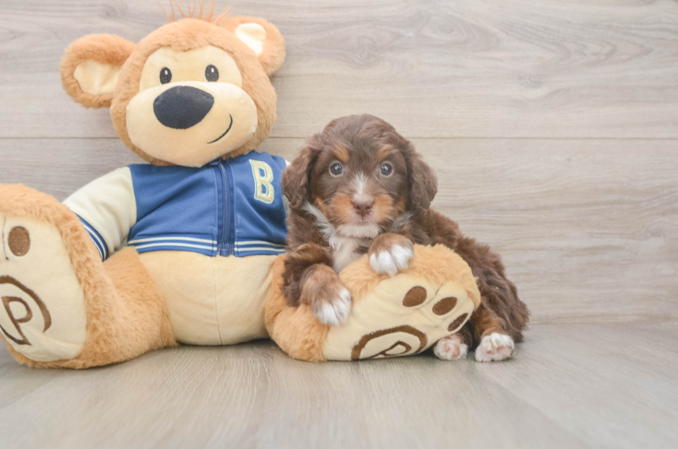 5 week old Mini Bernedoodle Puppy For Sale - Lone Star Pups